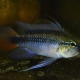 picture of Apistogramma erythrura