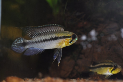 Apistogramma gephyra