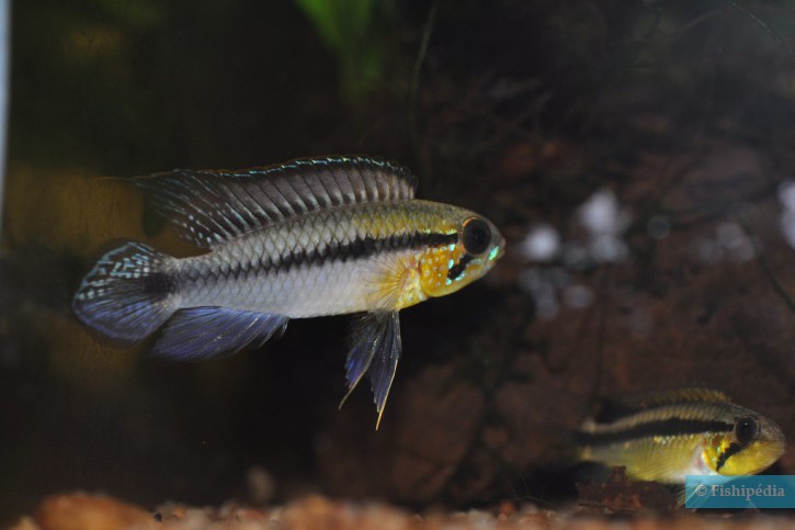 Apistogramma gephyra