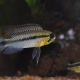 picture of Apistogramma gephyra