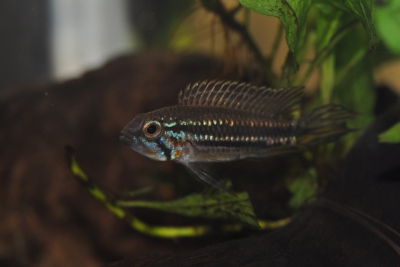 Apistogramma mendezi Cichlidae
