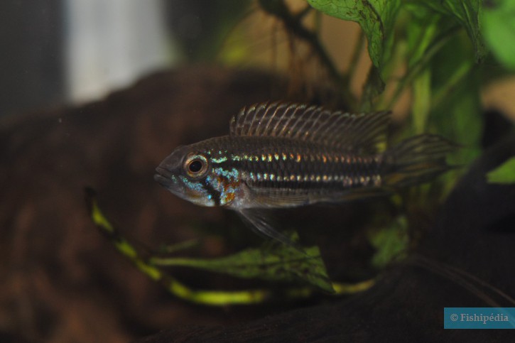 Apistogramma mendezi