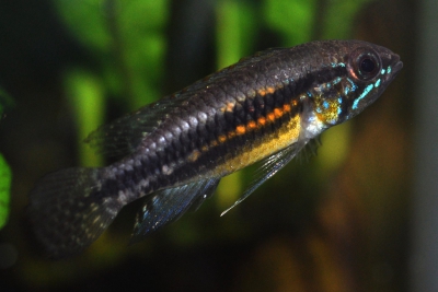 Apistogramma paucisquamis
