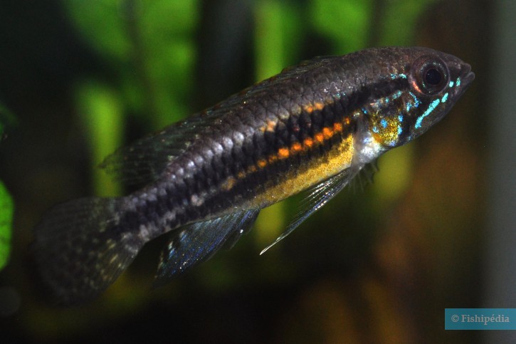 Apistogramma paucisquamis