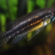 picture of Apistogramma paucisquamis