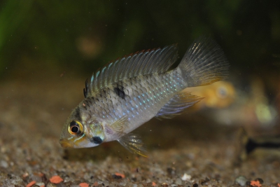 Apistogramma rupununi Cichlidae