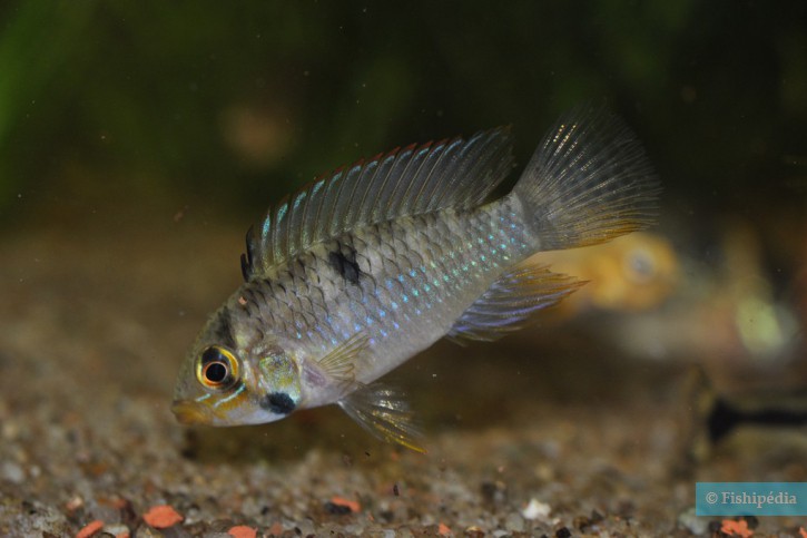 Apistogramma rupununi