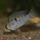 picture of Apistogramma rupununi