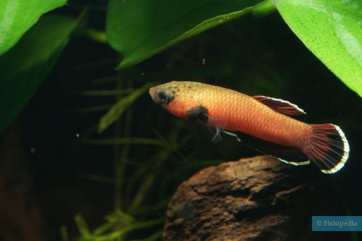 Betta channoides - betta cabeza de serpiente