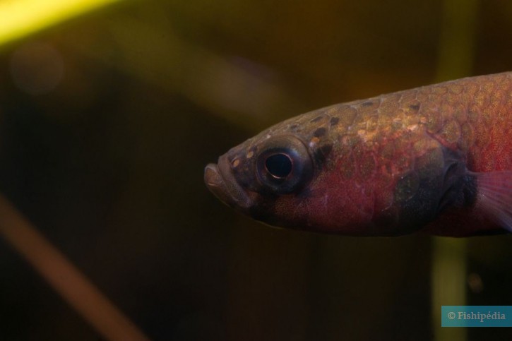 Betta channoides - betta cabeza de serpiente