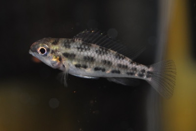 Dicrossus warzeli Cichlidae