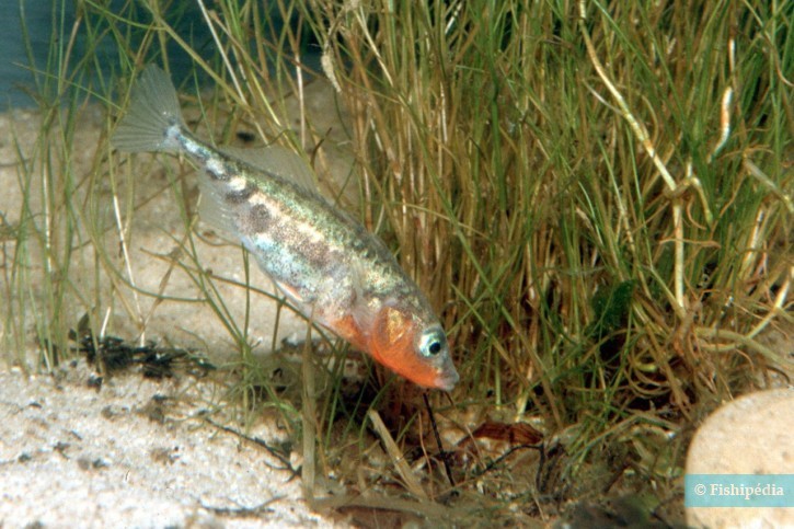 Gasterosteus aculeatus