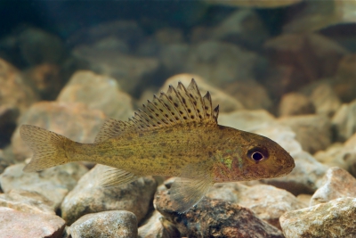 Grémille Percidae