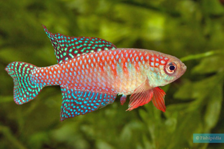 Hypsolebias carlettoi