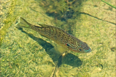 Lepomis gibbosus Centrarchidae