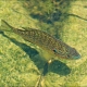picture of Lepomis gibbosus