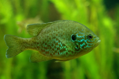 Lepomis gibbosus