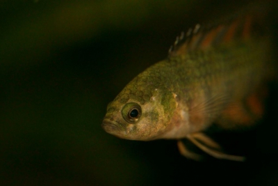 Microctenopoma ansorgii Anabantidae