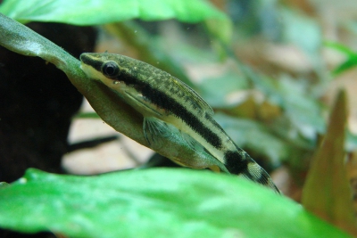otocinclus enano Loricariidae
