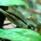 picture of Otocinclus vittatus