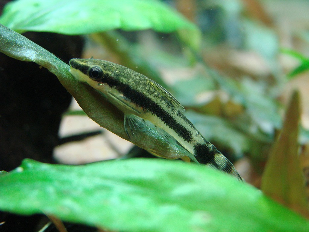 Otocinclus vittatus