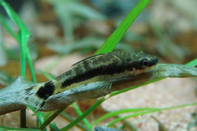 Otocinclus macrospilus Loricariidae