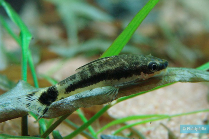 Otocinclus macrospilus