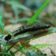 picture of Otocinclus macrospilus