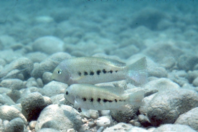 Mojarra du Teapa Cichlidae
