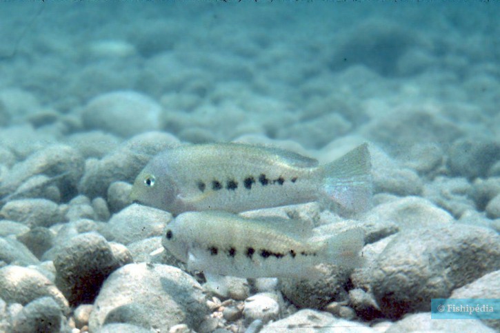 Paraneetroplus gibbiceps