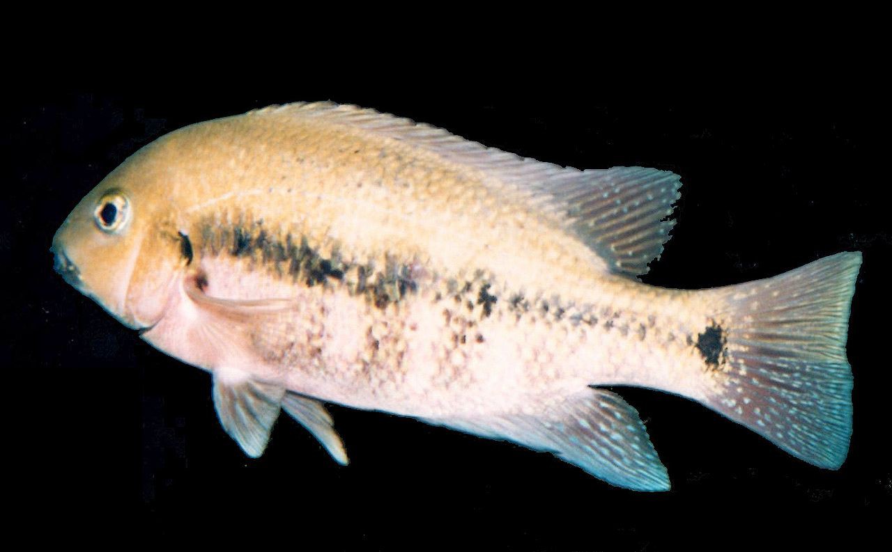 Paraneetroplus nebuliferus