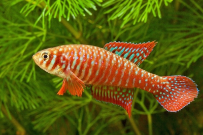 Simpsonichthys santanae Cynolebiidae