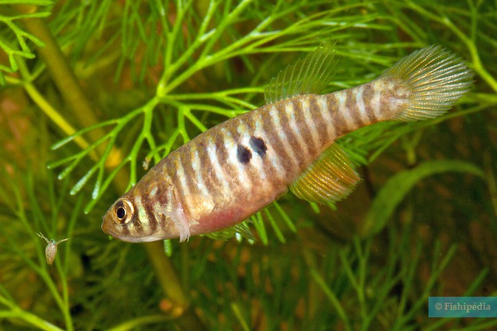 Simpsonichthys santanae