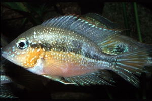 Thorichthys aureus