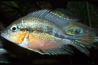 Aureus Cichlidae
