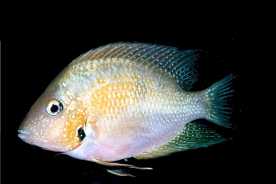cichlidé pastel Cichlidae