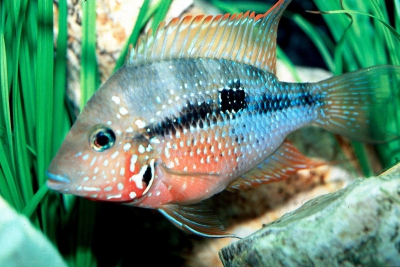 Thorichthys maculipinnis Cichlidae