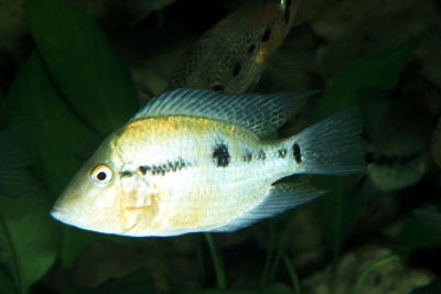 Thorichthys pasionis Cichlidae
