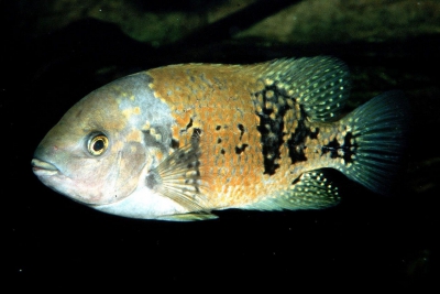 Asfraci Cichlidae