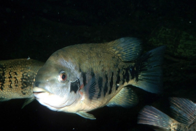 Tuba Cichlidae