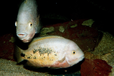 Vieja bifasciata Cichlidae
