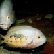 picture of Vieja bifasciata