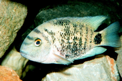 Oscura heterospila Cichlidae