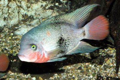Vieja maculicauda