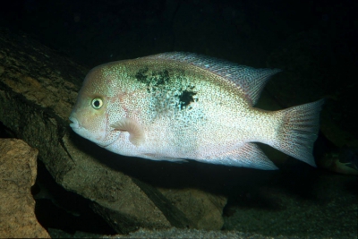 Maskaheros regani Cichlidae