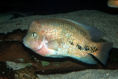 Tête de feux Cichlidae