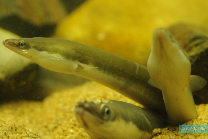 Anguilla anguilla - anguila europea