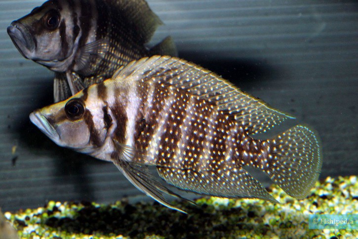 Altolamprologus calvus - calvo negro