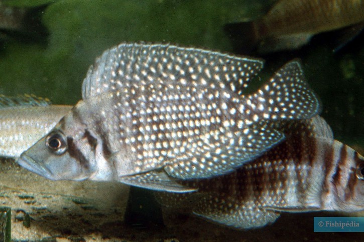 Altolamprologus calvus - calvo negro