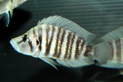 Altolamprologus compressiceps Cichlidae